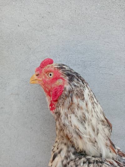 Pure Aseel Shamo And Parrot beak cross