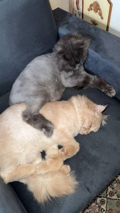 Persian Male Cat for Sale  2 