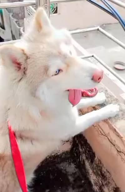 husky female with 5 puppies