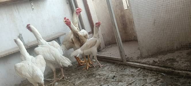 Aseel shamu hens | aseel murgy | aseel pure blood line