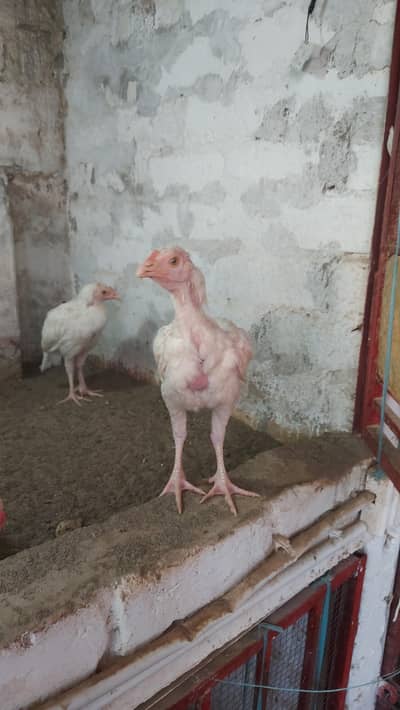 Aseel Chicks