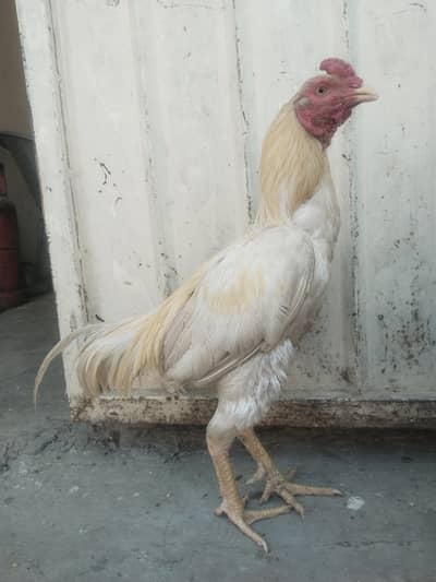 heera