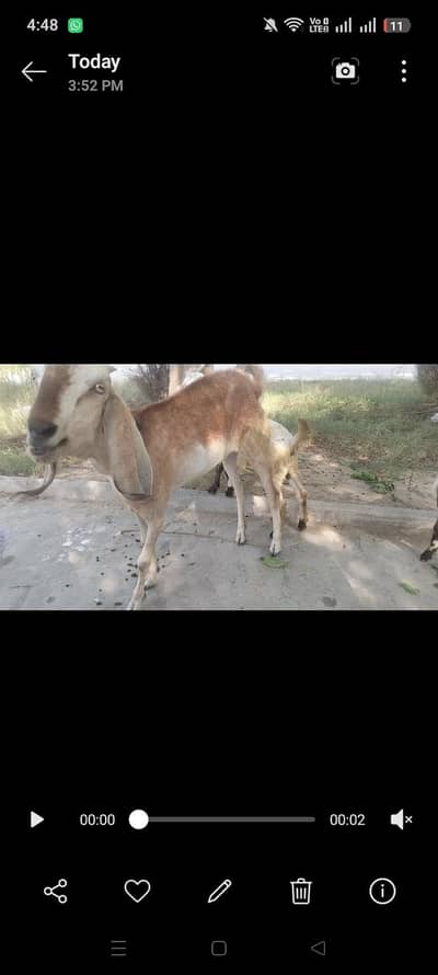 Pure Khubsurat full hight Rajanpuri Bakri  03321622928