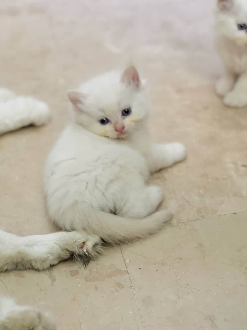 Male/female 0