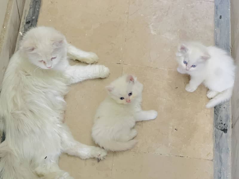 Male/female 1