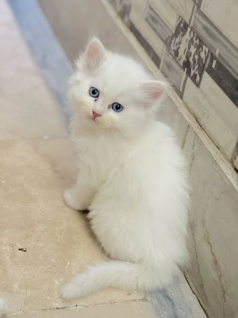 Male/female 2