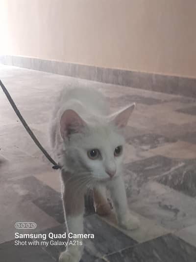 persian cat