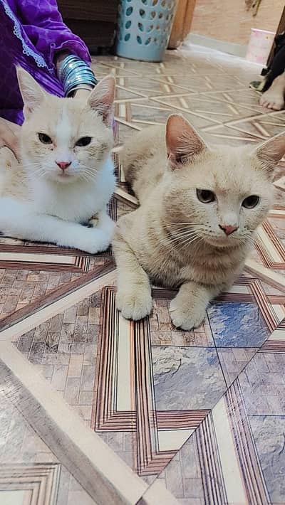 2 male cats