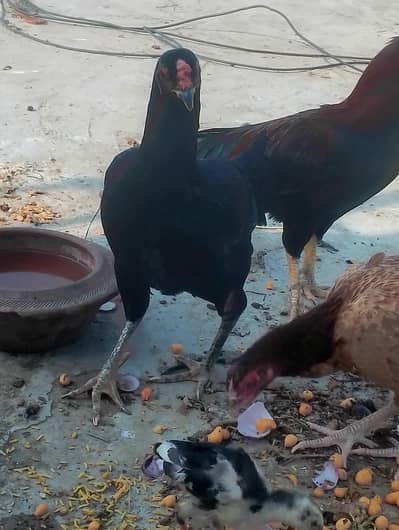 aseel thi hen 2.5kg for breed in cheap price