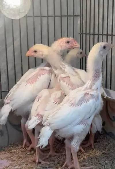 Premium Shamo Chicks Mix White & Chena 2 Month Lahore