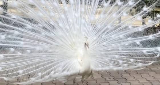 white Peacock male