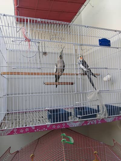 cocktails and budgies and pasnata