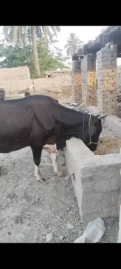 گابن گاۓ