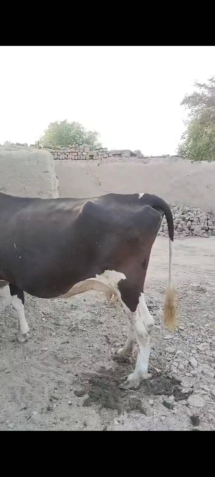 گابن گاۓ 1