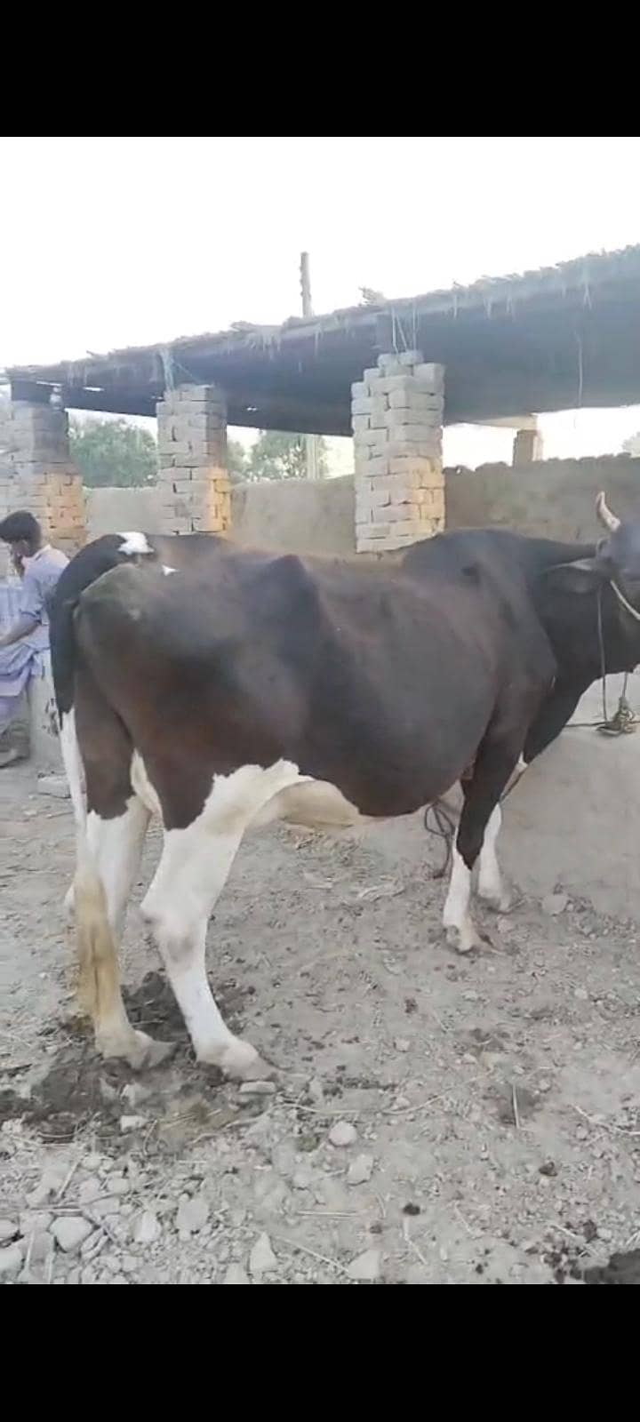 گابن گاۓ 2
