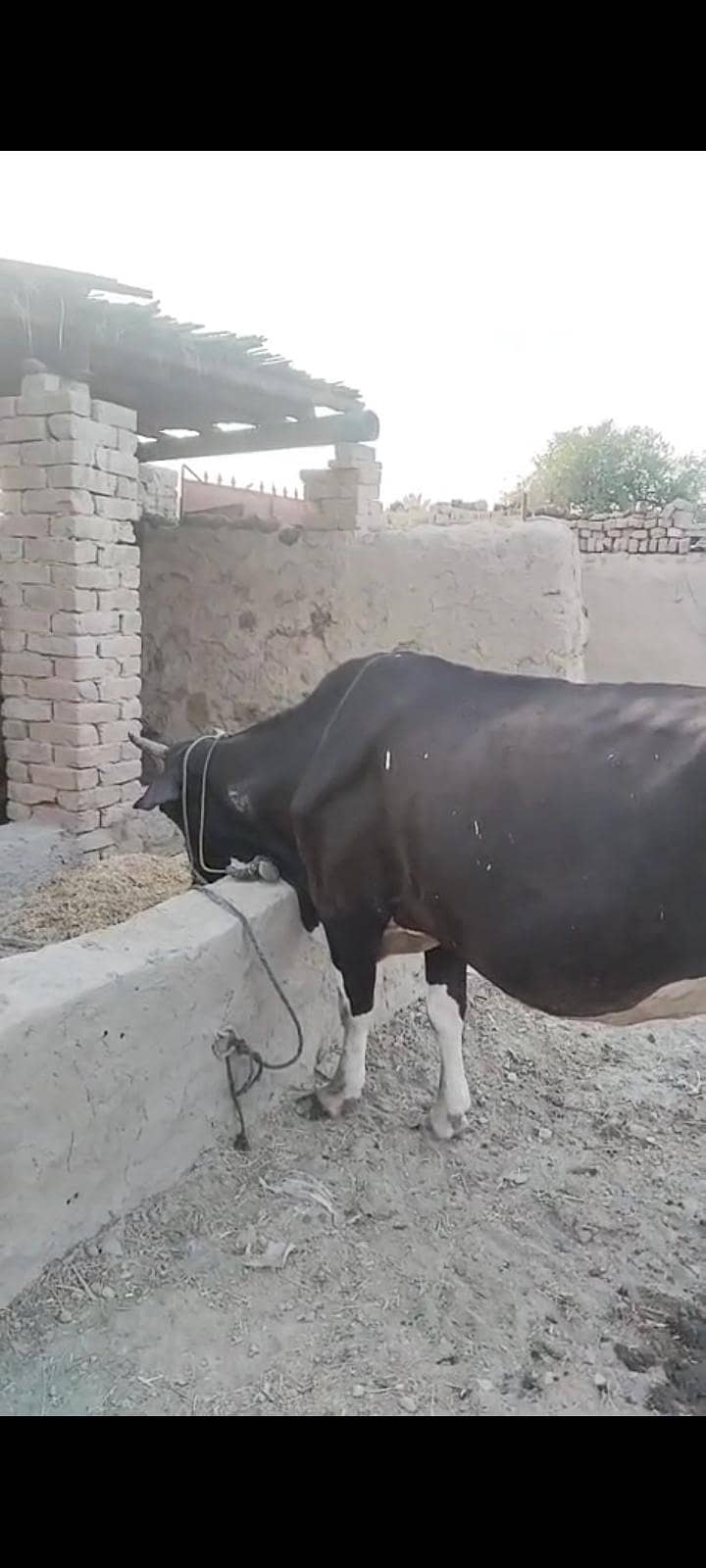 گابن گاۓ 3