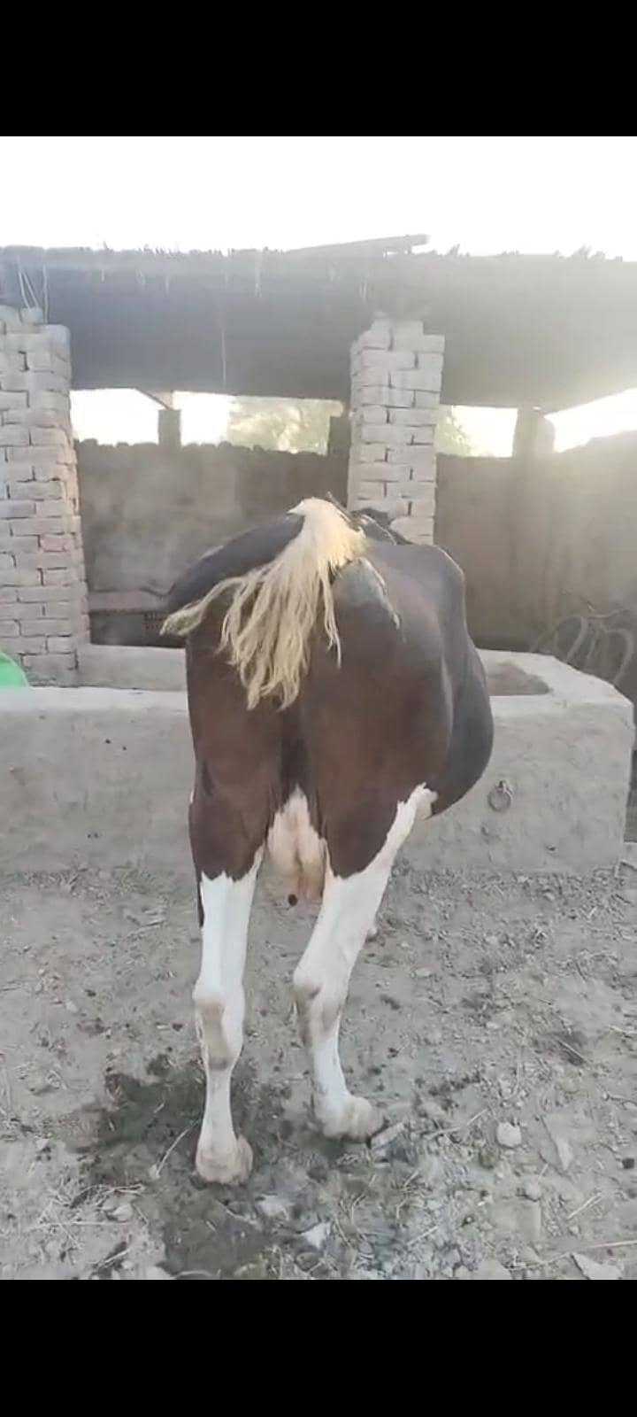 گابن گاۓ 4