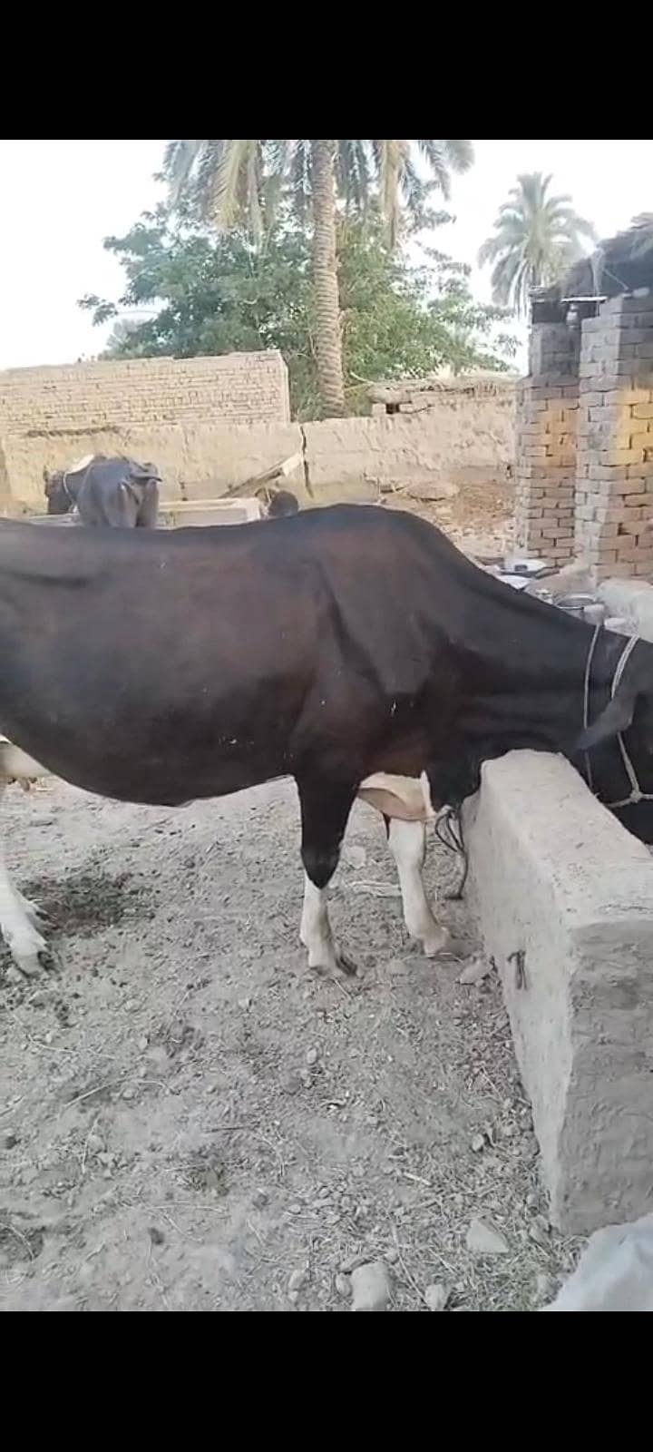 گابن گاۓ 5