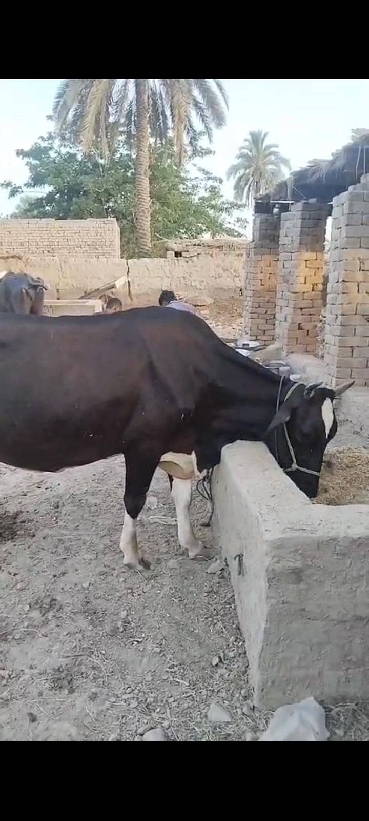 گابن گاۓ 7