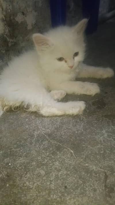 For Sale