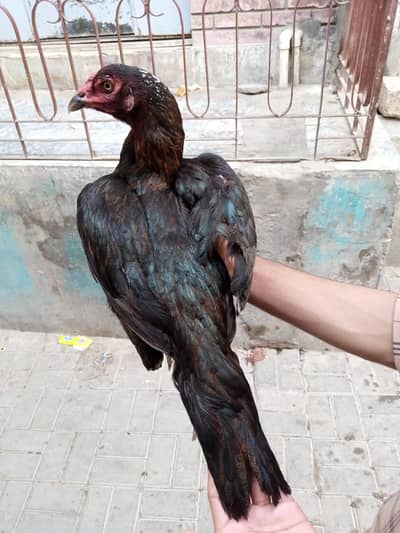 Pure Thai Qaanton Wali Maadi