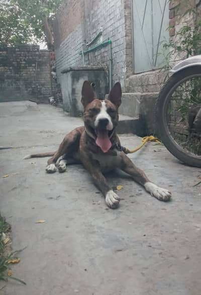 Gultair puppy | Hight Quality gultair | walyti Gultair Male dog |