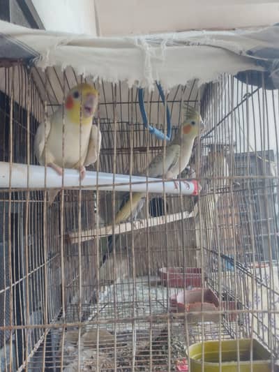 cocktail pair 5000