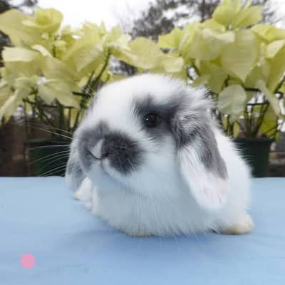 Holland lop bunnies