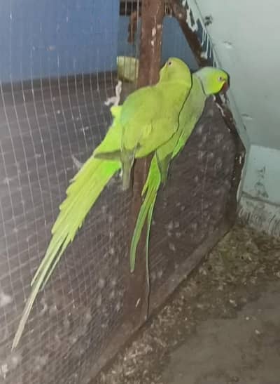 Breeder pair with breed history price is final