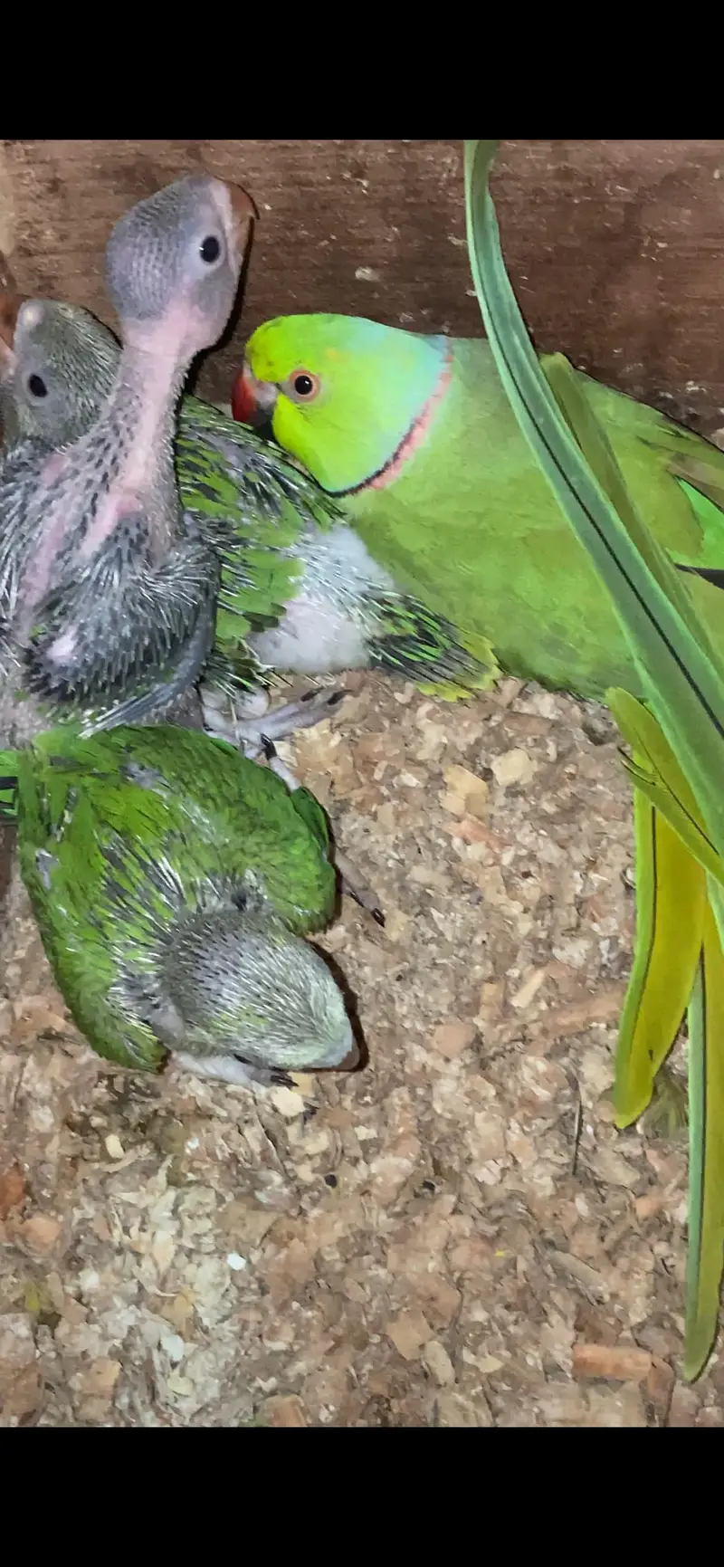 Breeder pair with breed history price is final — photo 3
