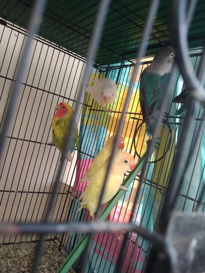 OPALINE LOVEBIRDS FOR SALE ON JAAL RATE