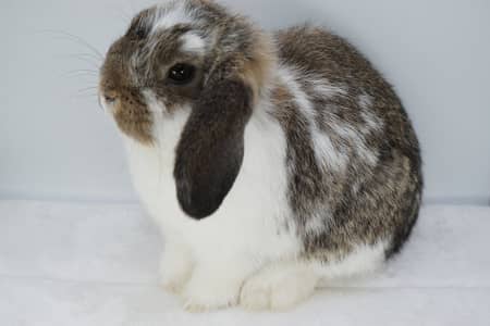 Holland lop bunnies