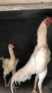 paper white shamo chicks granty 4500