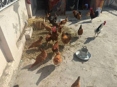 Ghr ki Desi Murgiyan Ando Wali