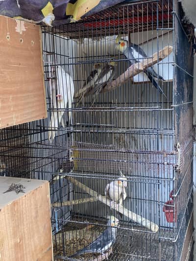 10 piece cockatiels for sale