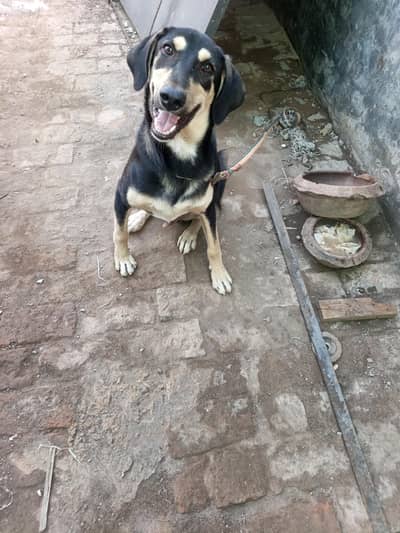 Dog Asian south Indian