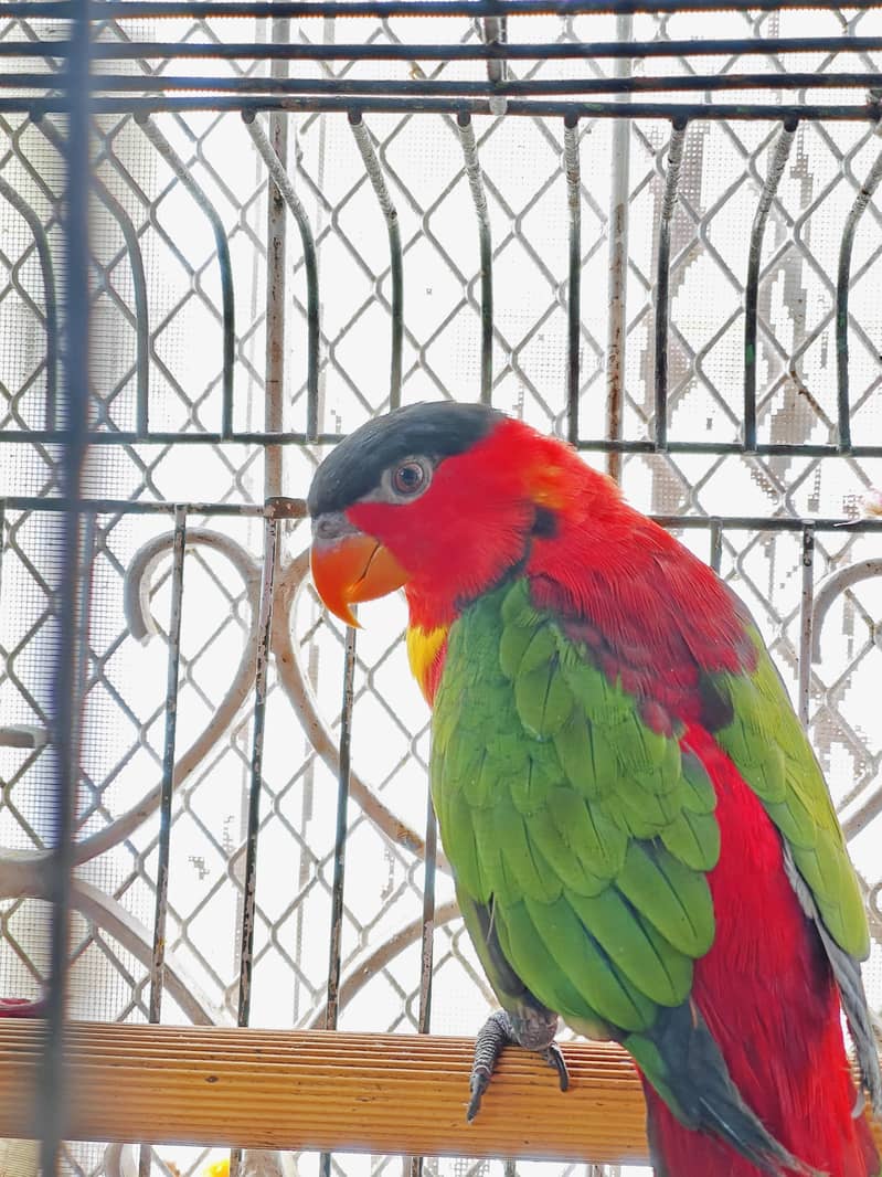 black capped 1