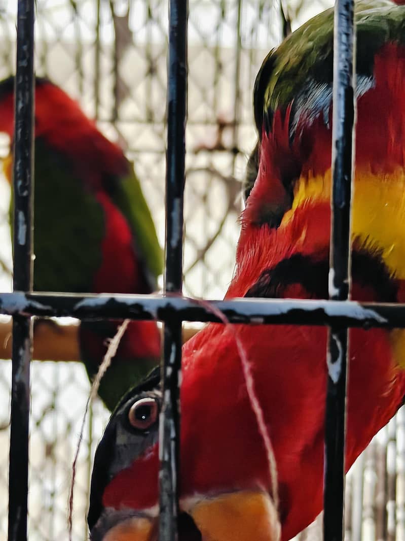 black capped 2