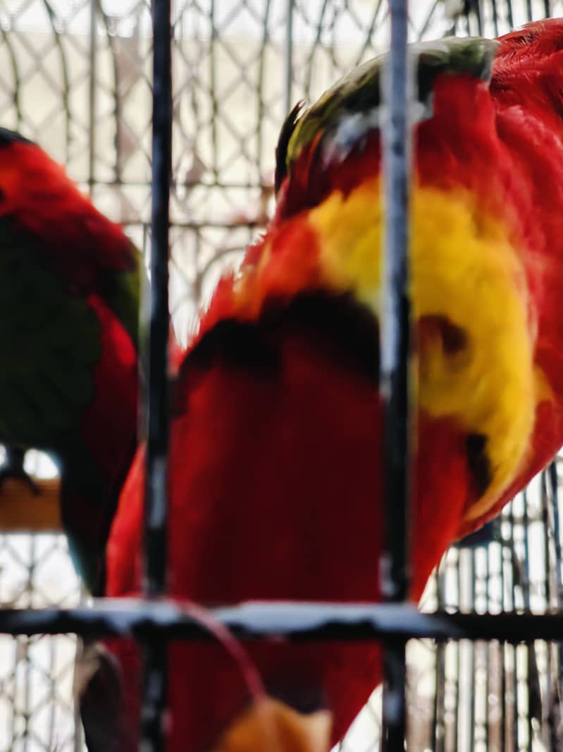 black capped 3