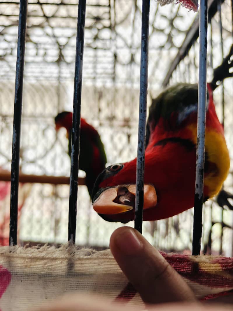 black capped 4