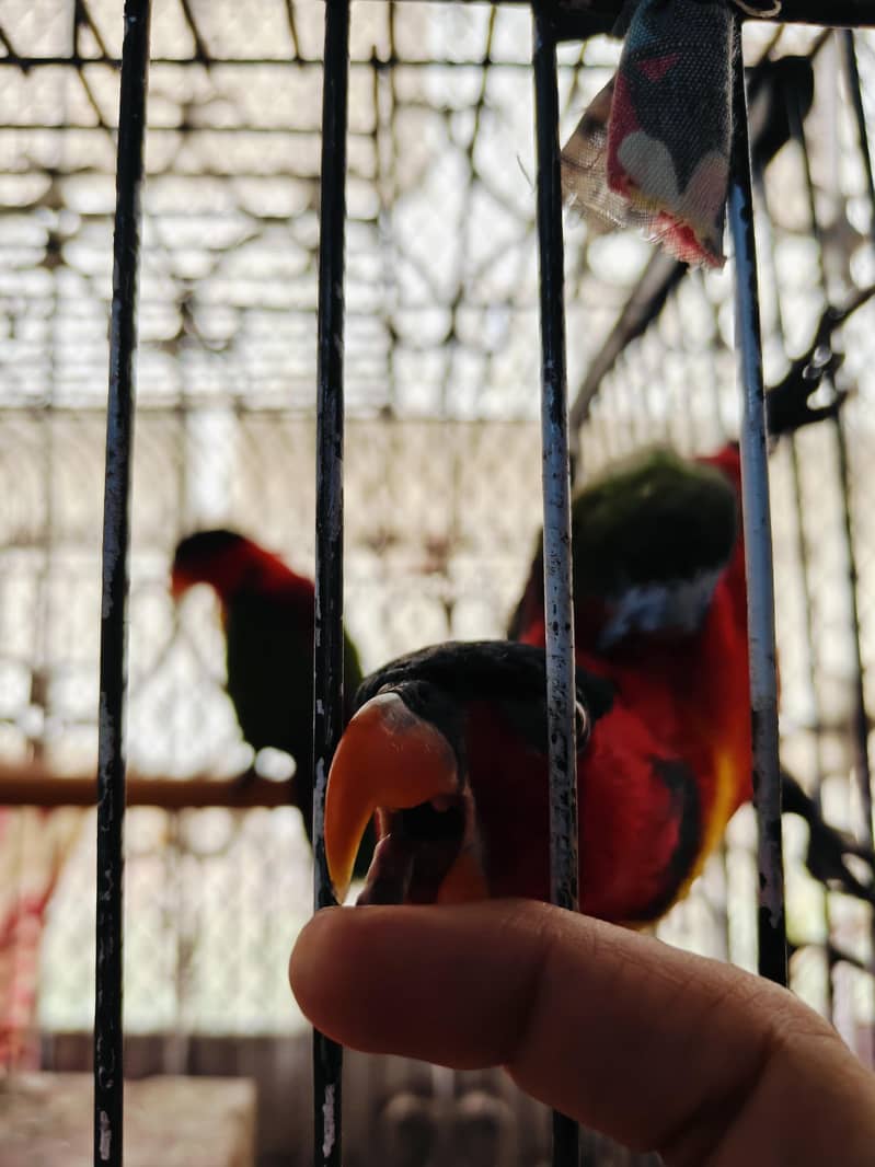 black capped 5