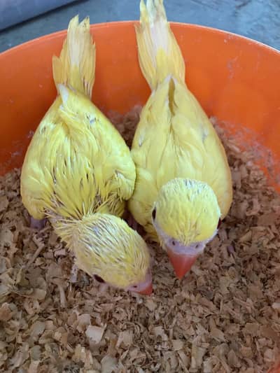 Yellow chicks number 03344699962