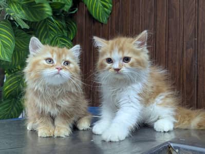 Persian Kitten For Sale