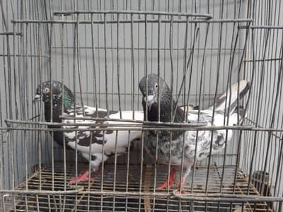 kabli pair for sale. . .