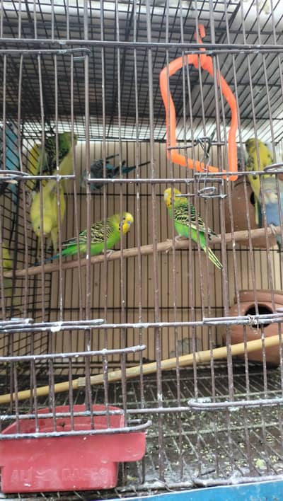 Healthy Australian Budgies