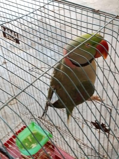 raw parrot male