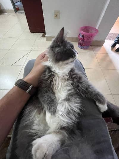 british persian gray and white cat availble for sale (ToM look)