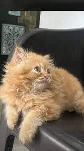 Persain triple coated kittens for sell