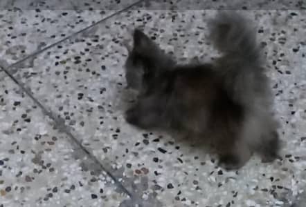 persians