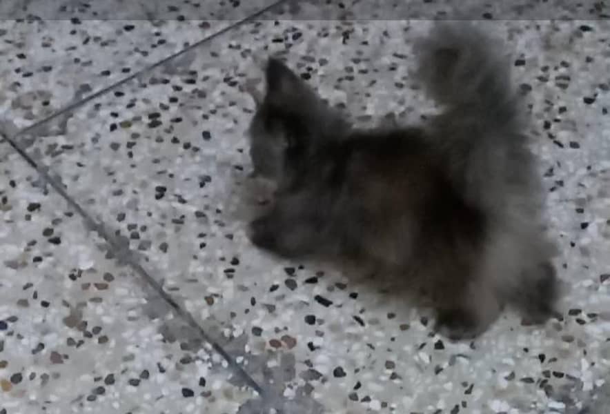 persians 0